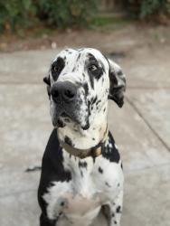 Lost Male Dog last seen Shields and Fresno , Fresno, CA 93703