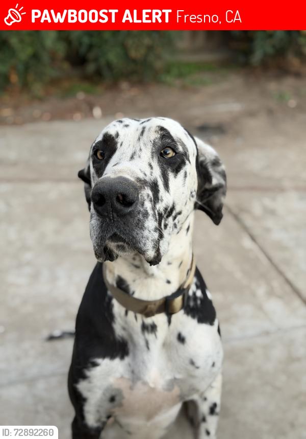 Lost Male Dog last seen Shields and Fresno , Fresno, CA 93703