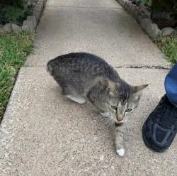 Found/Stray Unknown Cat last seen Meadow Oaks area, Grand Prairie, TX 75050