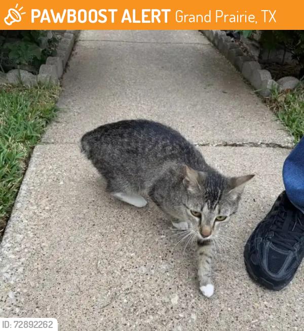 Found/Stray Unknown Cat last seen Meadow Oaks area, Grand Prairie, TX 75050