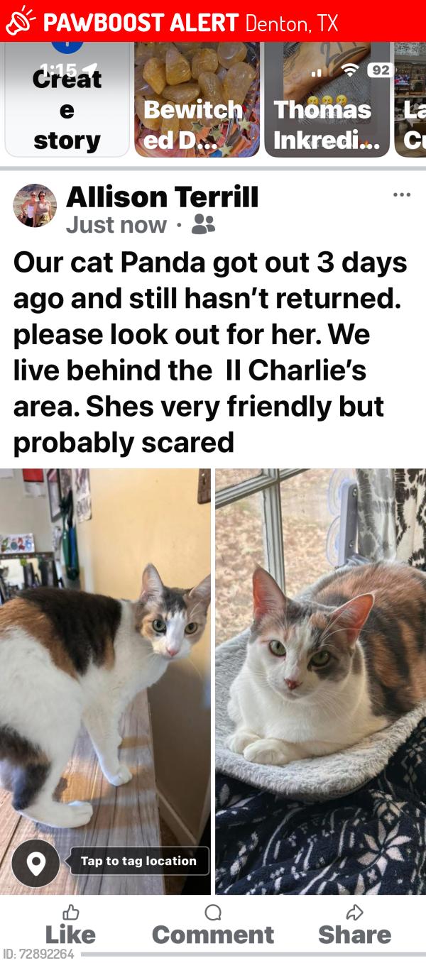 Lost Female Cat last seen Emery /alice, Denton, TX 76201