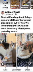 Lost Female Cat last seen Emery /alice, Denton, TX 76201