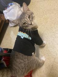 Found/Stray Male Cat last seen Rose st, Crossville, TN 38555