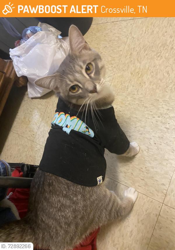 Found/Stray Male Cat last seen Rose st, Crossville, TN 38555
