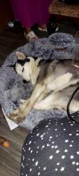 Reunited Female Dog last seen 93rd, Chicago, IL 60620