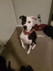 Lost Female Dog last seen Briarcreek road , Jacksonville, FL 32225