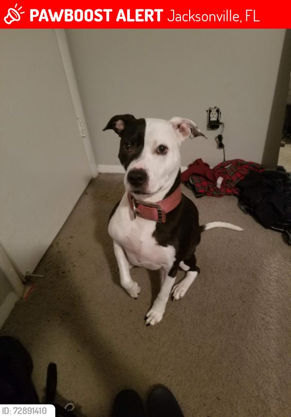 Lost Female Dog last seen Briarcreek road , Jacksonville, FL 32225