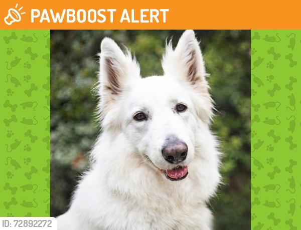 Found/Stray Unknown Dog last seen Ten mile road and wonderland, Middlesex Centre, ON N0M 2A0