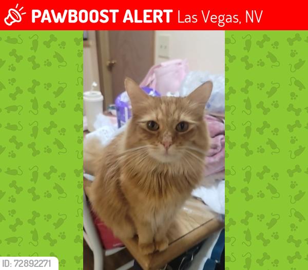 Lost Female Cat last seen Walmart on Boulder Highway or Albertsons, Las Vegas, NV 89122