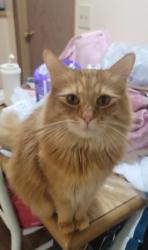 Lost Female Cat last seen Walmart on Boulder Highway or Albertsons, Las Vegas, NV 89122