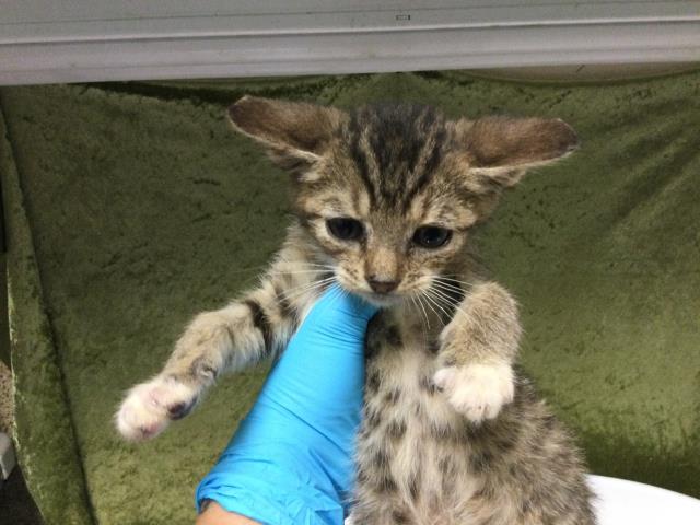 Shelter Stray Male Cat last seen Near BLOCK MISSION BLVD, JURUPA VALLEY CA 92509, Jurupa Valley, CA 92509
