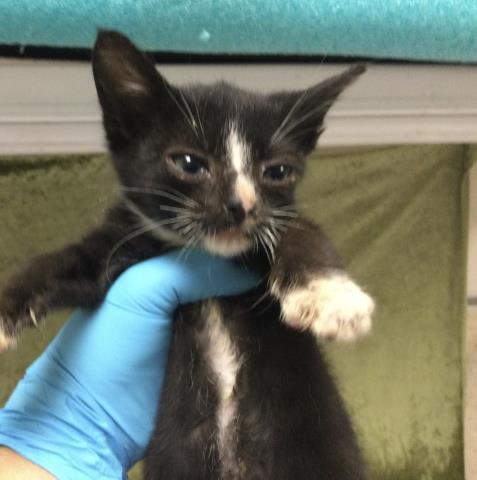 Shelter Stray Male Cat last seen Near BLOCK MISSION BLVD, JURUPA VALLEY CA 92509, Jurupa Valley, CA 92509