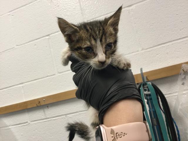 Shelter Stray Male Cat last seen Near BLOCK FRED WARING DR, INDIO CA 92201, Thousand Palms, CA 92276