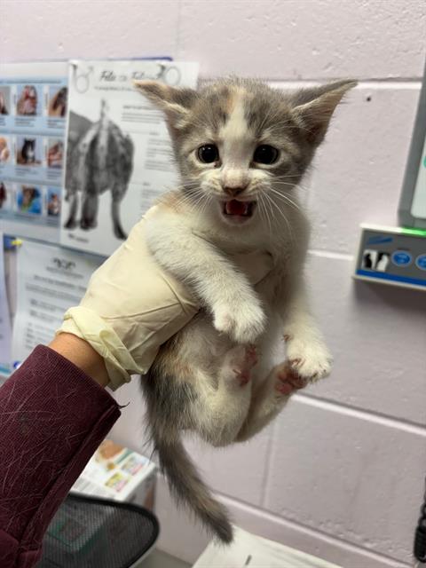 Shelter Stray Female Cat last seen DELLWOOD, Jacksonville, FL 32204