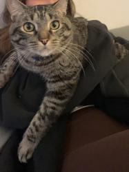 Reunited Male Cat last seen Near shaded wood road, Walnut, CA 91789