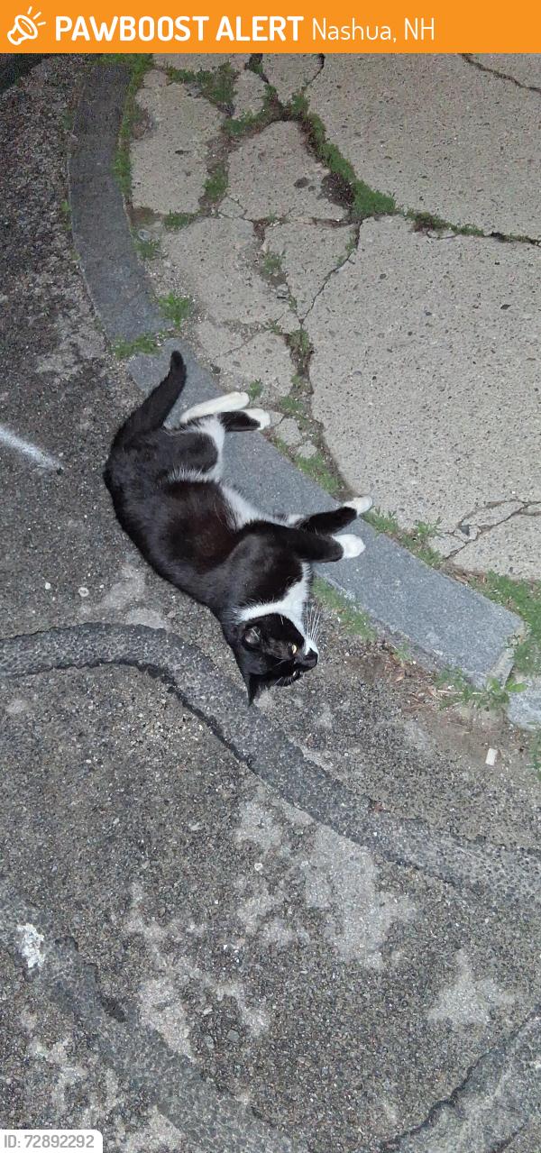 Found/Stray Unknown Cat last seen Near the footbridge , Nashua, NH 03060