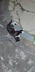 Found/Stray Unknown Cat last seen Near the footbridge , Nashua, NH 03060