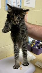 Shelter Stray Male Cat last seen REDWOD AVE & COLFAX ST, Sacramento, CA 95818