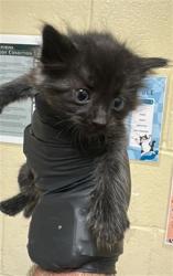 Shelter Stray Male Cat last seen REDWOD AVE & COLFAX ST, Sacramento, CA 95818