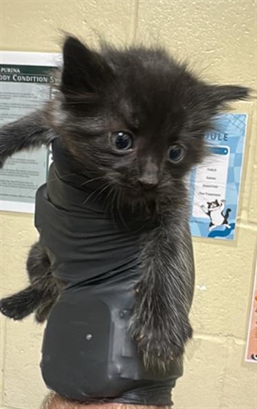 Shelter Stray Male Cat last seen REDWOD AVE & COLFAX ST, Sacramento, CA 95818