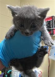 Shelter Stray Male Cat last seen REDWOD AVE & COLFAX ST, Sacramento, CA 95818