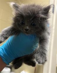 Shelter Stray Male Cat last seen REDWOD AVE & COLFAX ST, Sacramento, CA 95818