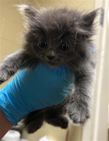 Shelter Stray Male Cat last seen REDWOD AVE & COLFAX ST, Sacramento, CA 95818
