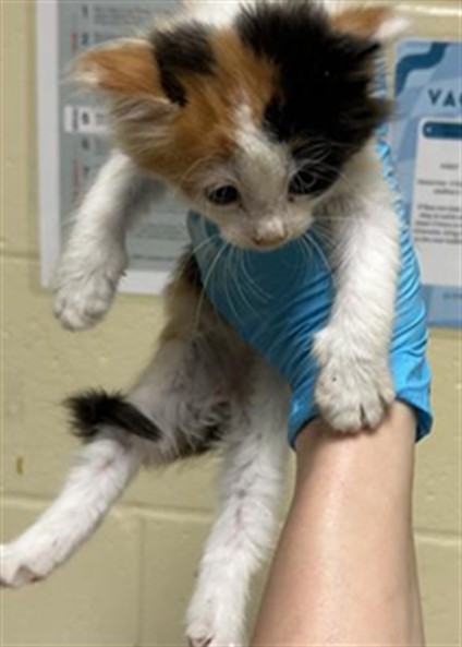 Shelter Stray Female Cat last seen REDWOD AVE & COLFAX ST, Sacramento, CA 95818