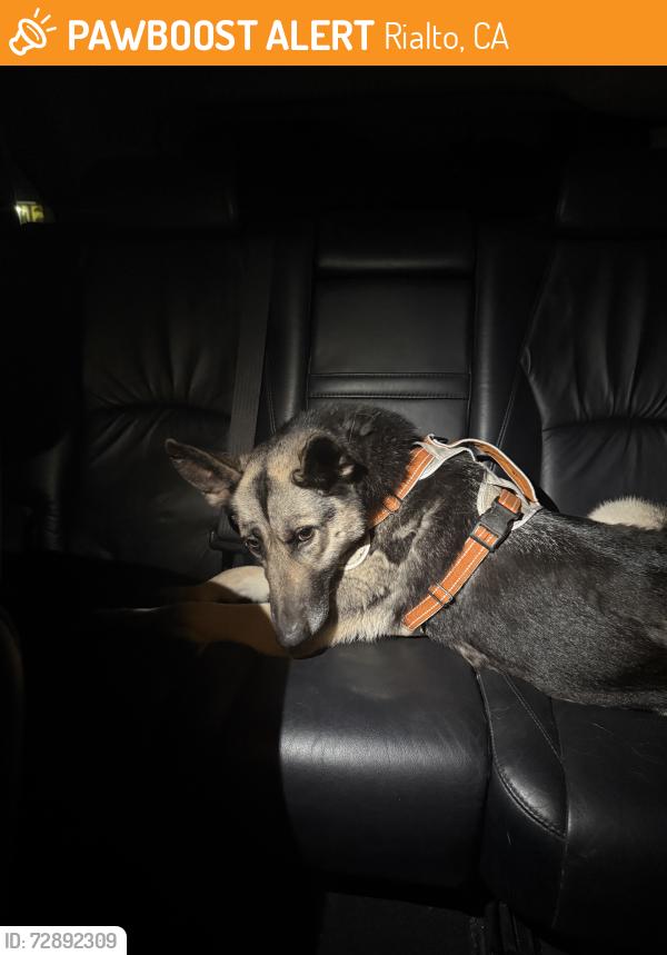 Found/Stray Female Dog last seen kolb middle school, Rialto, CA 92376