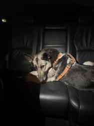 Found/Stray Female Dog last seen kolb middle school, Rialto, CA 92376