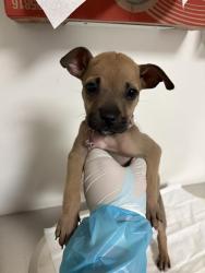 Shelter Stray Female Dog last seen Near BLOCK SOUTHGATE DR, BAKERSFIELD CA 93307, Bakersfield, CA 93308