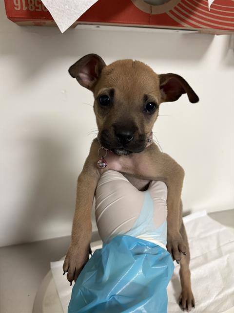 Shelter Stray Female Dog last seen Near BLOCK SOUTHGATE DR, BAKERSFIELD CA 93307, Bakersfield, CA 93308