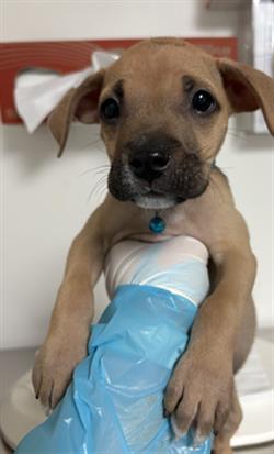 Shelter Stray Male Dog last seen Near BLOCK SOUTHGATE DR, BAKERSFIELD CA 93307, Bakersfield, CA 93308