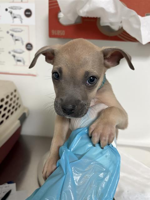 Shelter Stray Male Dog last seen Near BLOCK SOUTHGATE DR, BAKERSFIELD CA 93307, Bakersfield, CA 93308