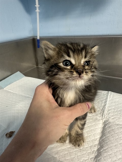 Shelter Stray Male Cat last seen Near BLOCK W TEHACHAPI BLVD, TEHACHAPI CA 93561, Bakersfield, CA 93308