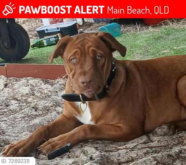 Lost Female Dog last seen Main beach, Main Beach, QLD 