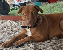 Lost Female Dog last seen Main beach, Main Beach, QLD 