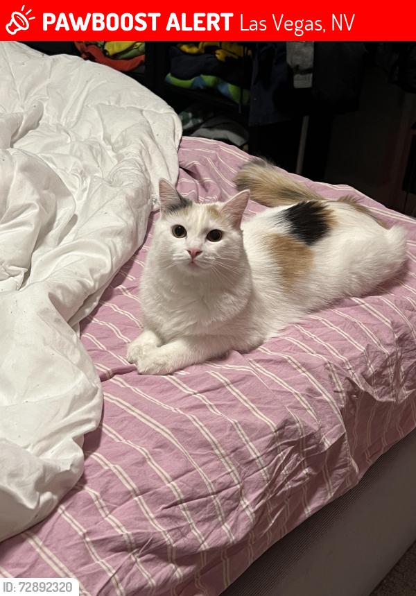 Lost Female Cat last seen Mercer apmts, Las Vegas, NV, Las Vegas, NV 89147