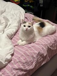 Lost Female Cat last seen Mercer apmts, Las Vegas, NV, Las Vegas, NV 89147