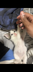 Lost Female Cat last seen Near bonanza dr, Maryland Heights, MO 63043