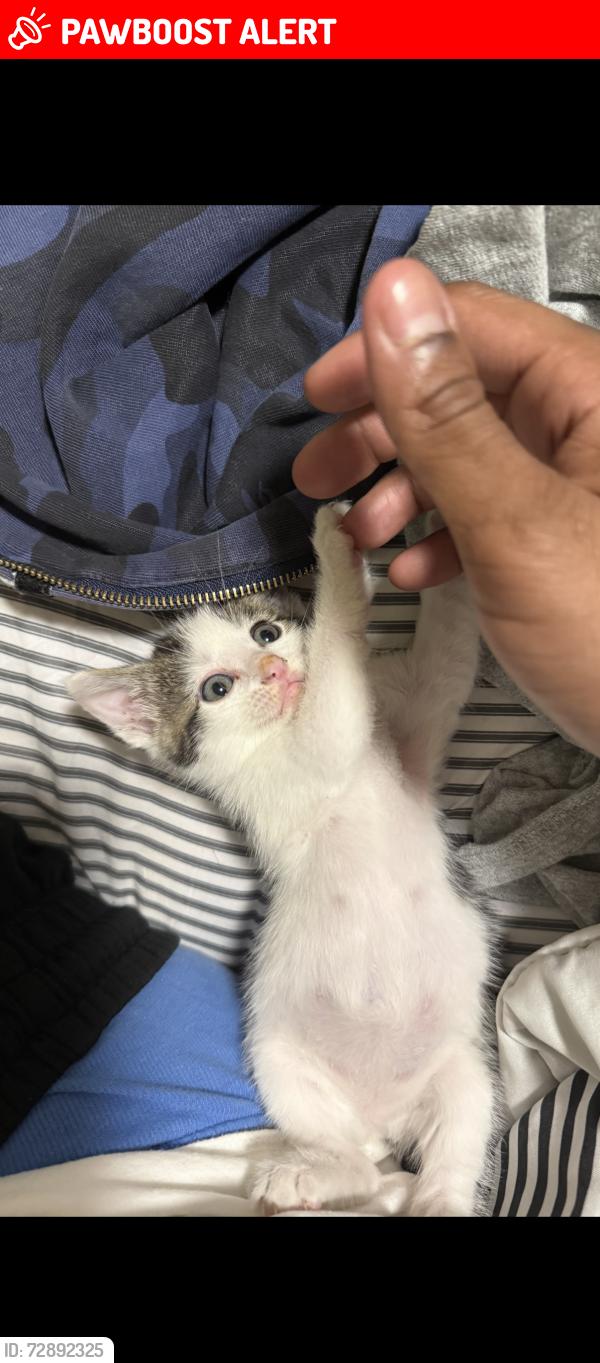Lost Female Cat last seen Near bonanza dr, Maryland Heights, MO 63043
