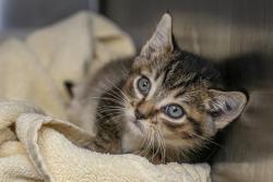 Shelter Stray Male Cat last seen CHARLOTTE, Charlotte, NC 28217