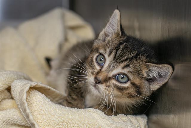 Shelter Stray Male Cat last seen CHARLOTTE, Charlotte, NC 28217