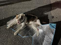 Found/Stray Male Dog last seen Near Saint Francis Ave Modesto, CA  95356 United States, Modesto, CA 95356