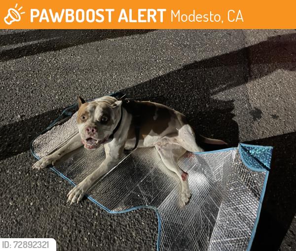 Found/Stray Male Dog last seen Near Saint Francis Ave Modesto, CA  95356 United States, Modesto, CA 95356
