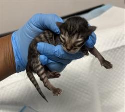 Shelter Stray Male Cat last seen TARGET ORANGE SHOW, San Bernardino, CA 92401