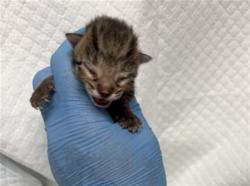 Shelter Stray Male Cat last seen TARGET ORANGE SHOW, San Bernardino, CA 92401