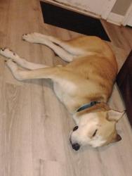 Found/Stray Male Dog last seen Northern Blvd , Independence, MO 64052