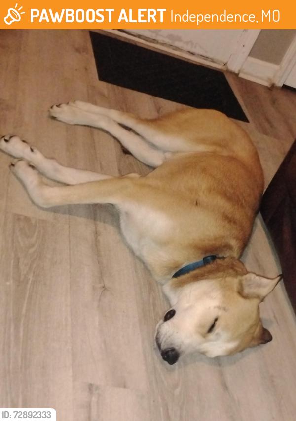 Found/Stray Male Dog last seen Northern Blvd , Independence, MO 64052