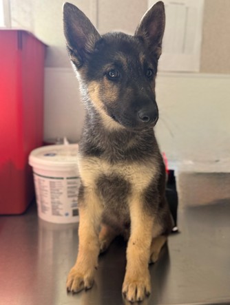Shelter Stray Male Dog last seen MACY X KING STREET, San Bernardino, CA 92401